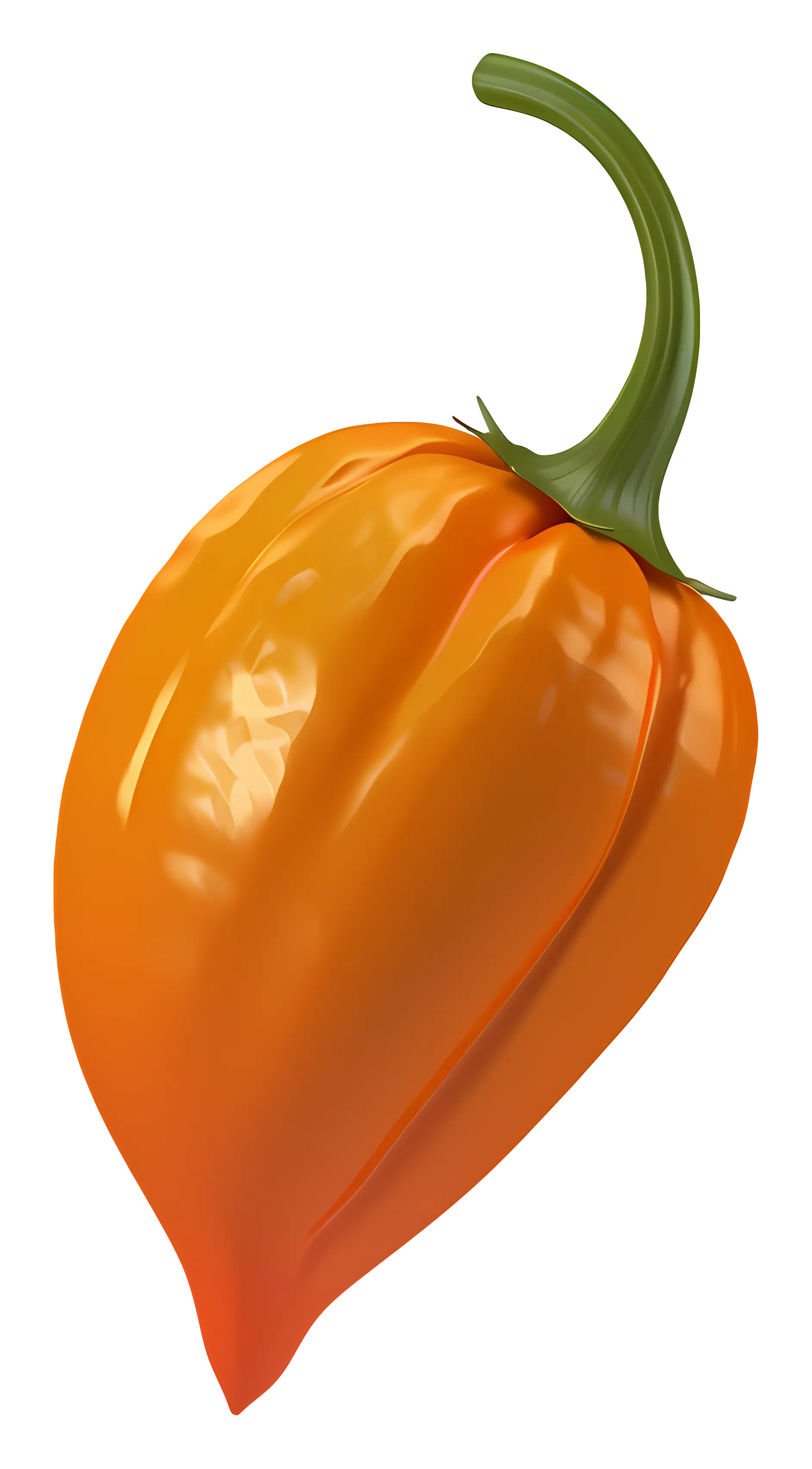 Bright Orange Habanero Pepper