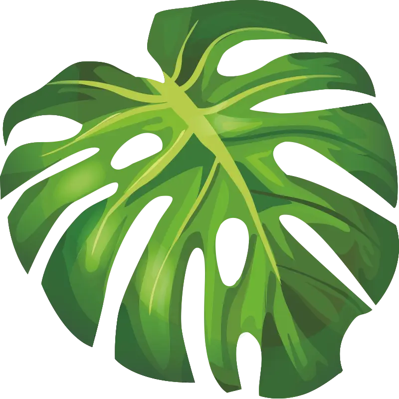 Monstera Leaf Botanical Illustration