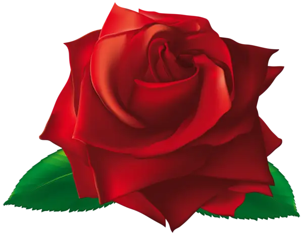 Realistic Red Rose with Green Leaves