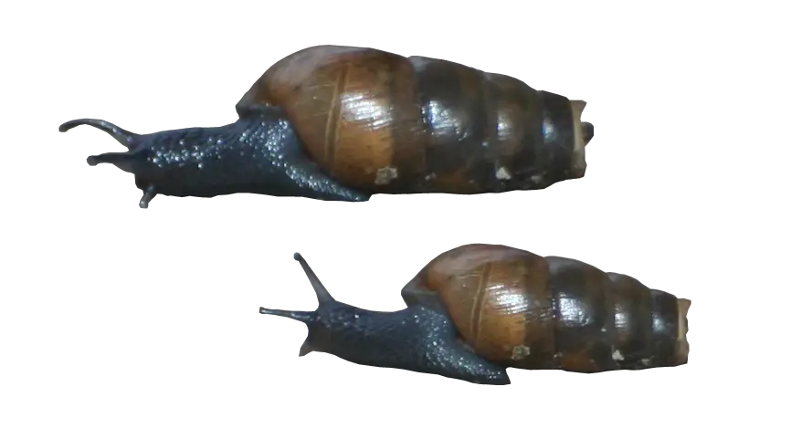 Two Snails with Shells