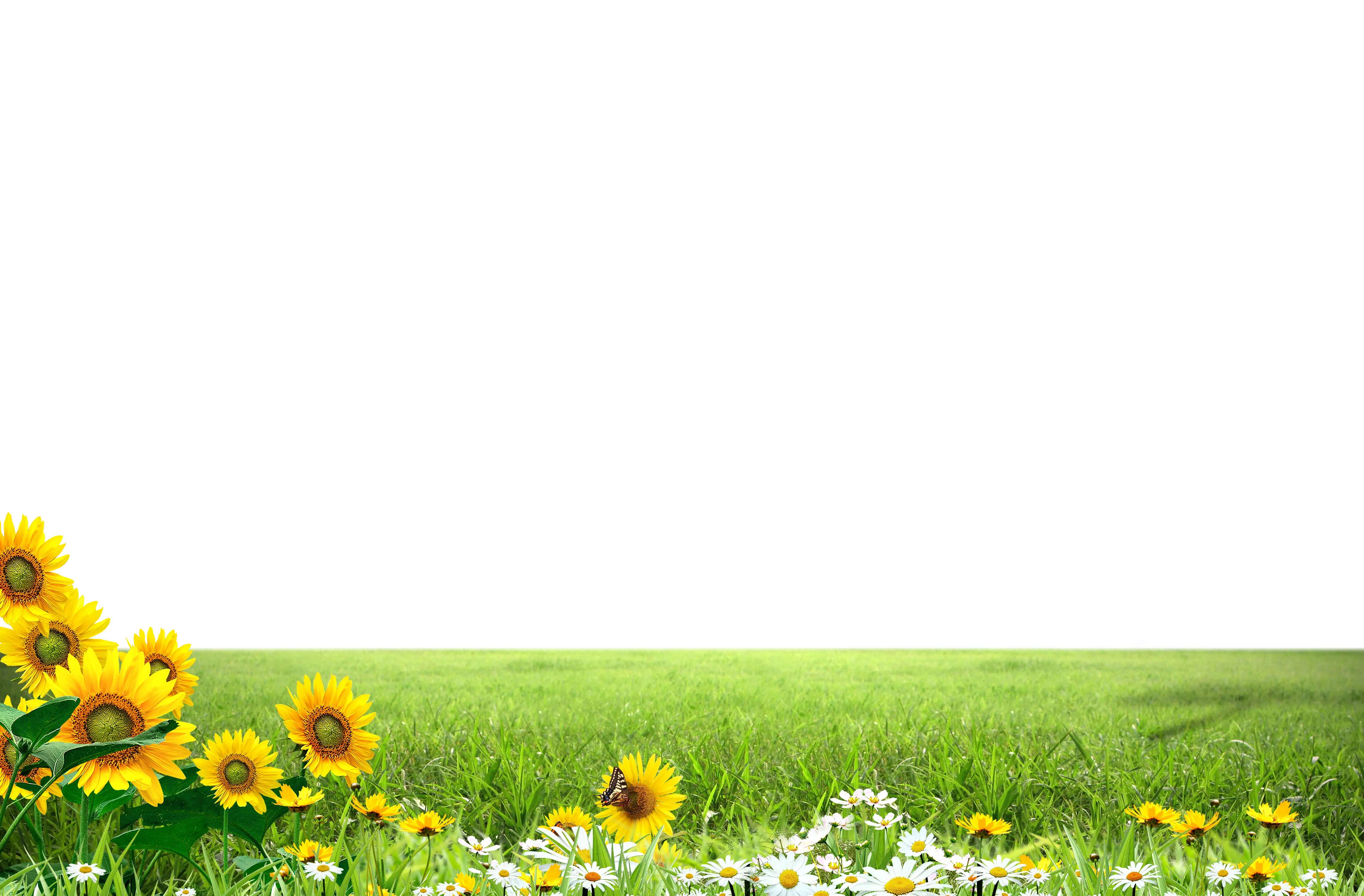 Sunflowers and Green Grass Scene