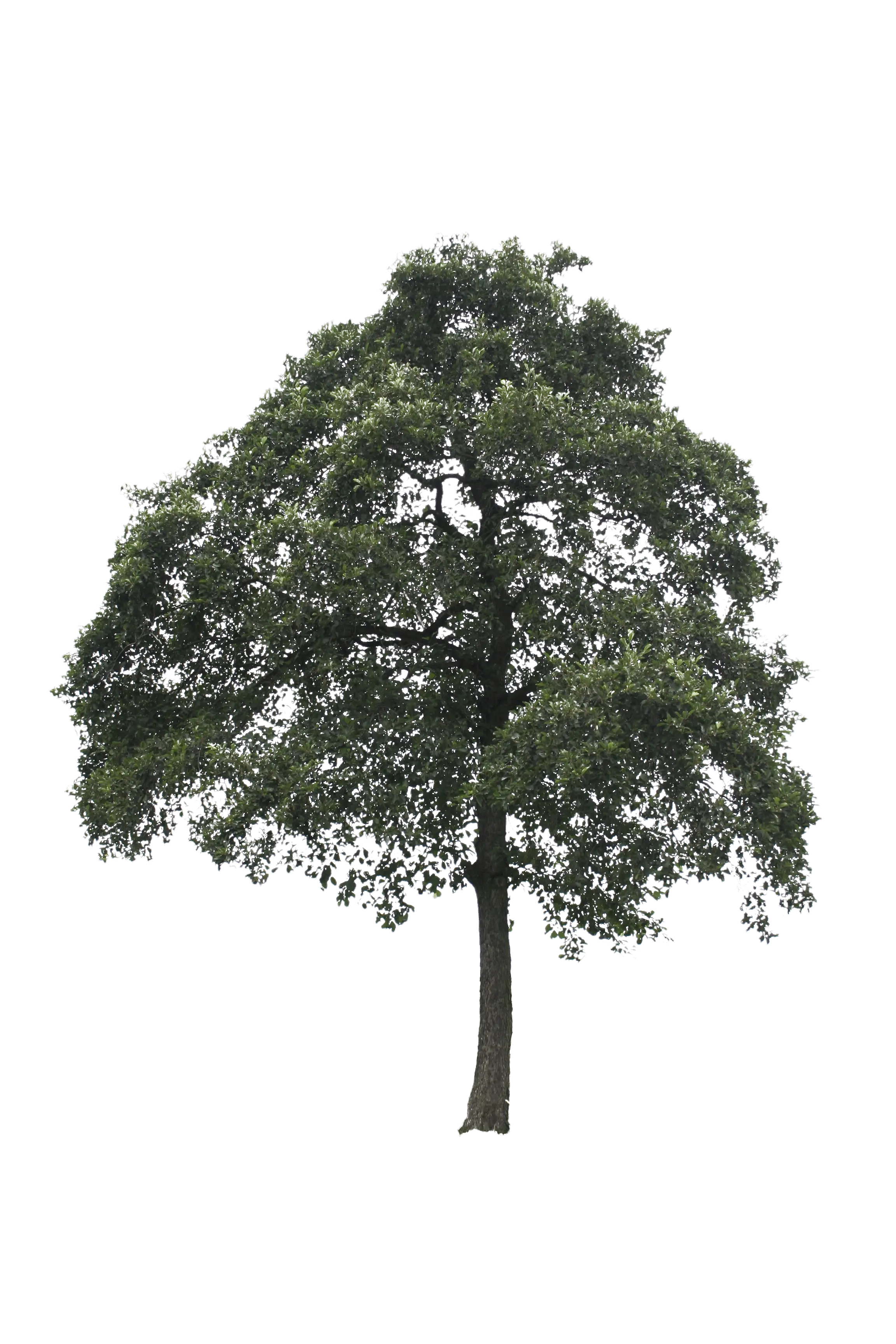 Lush Green Tree Illustration