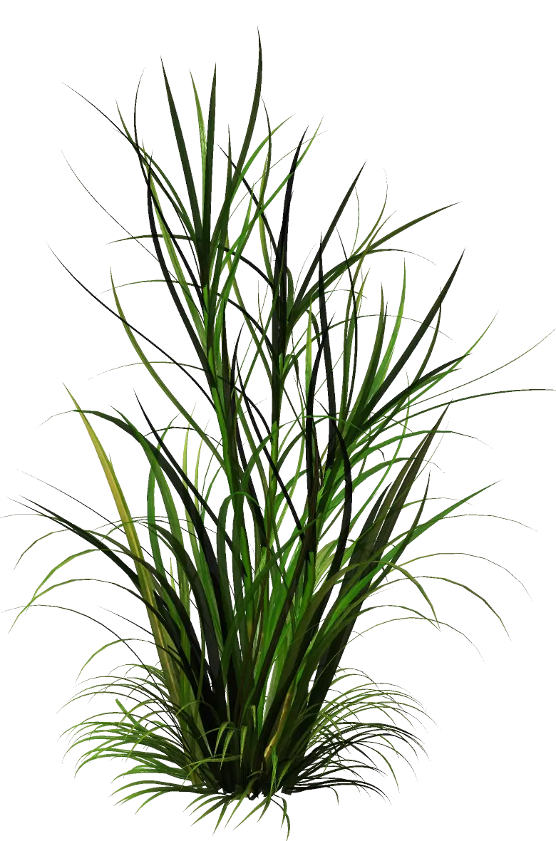 Green Grass Plant on Transparent Background