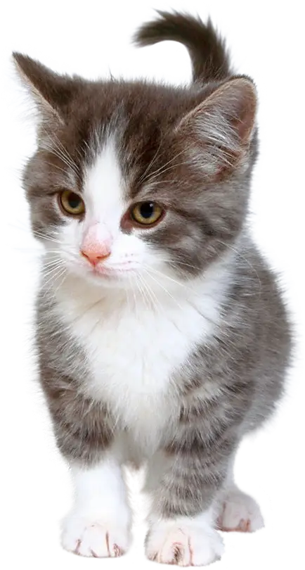 Adorable Gray and White Kitten