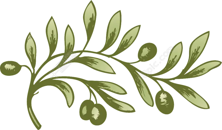 Olive Branch