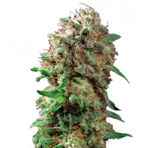 Close-up of a Cannabis Bud