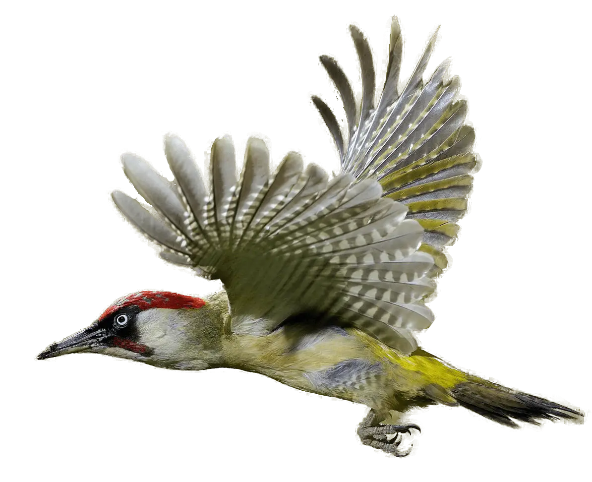 Flying Woodpecker Illustration