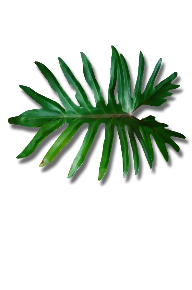 Tropical Green Palm Leaf Illustration