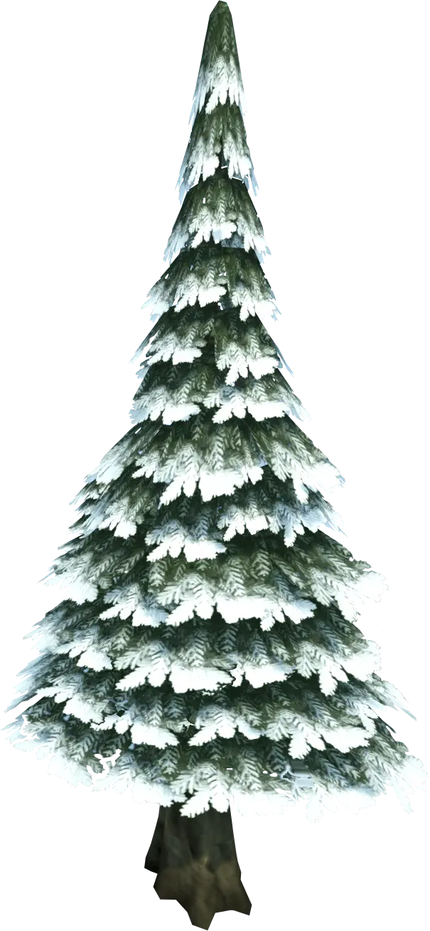 Snowy Pine Tree in Winter
