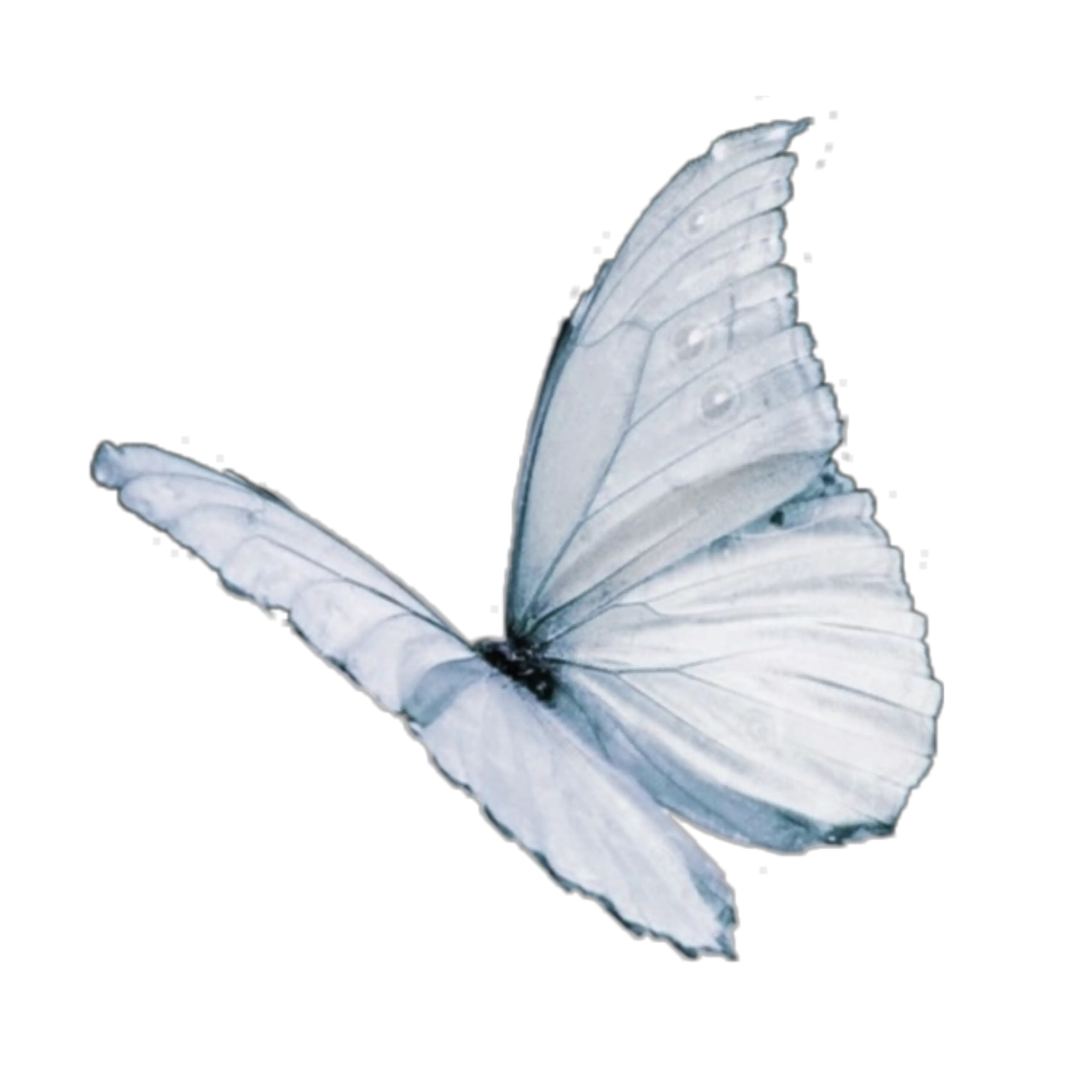 Delicate White Butterfly