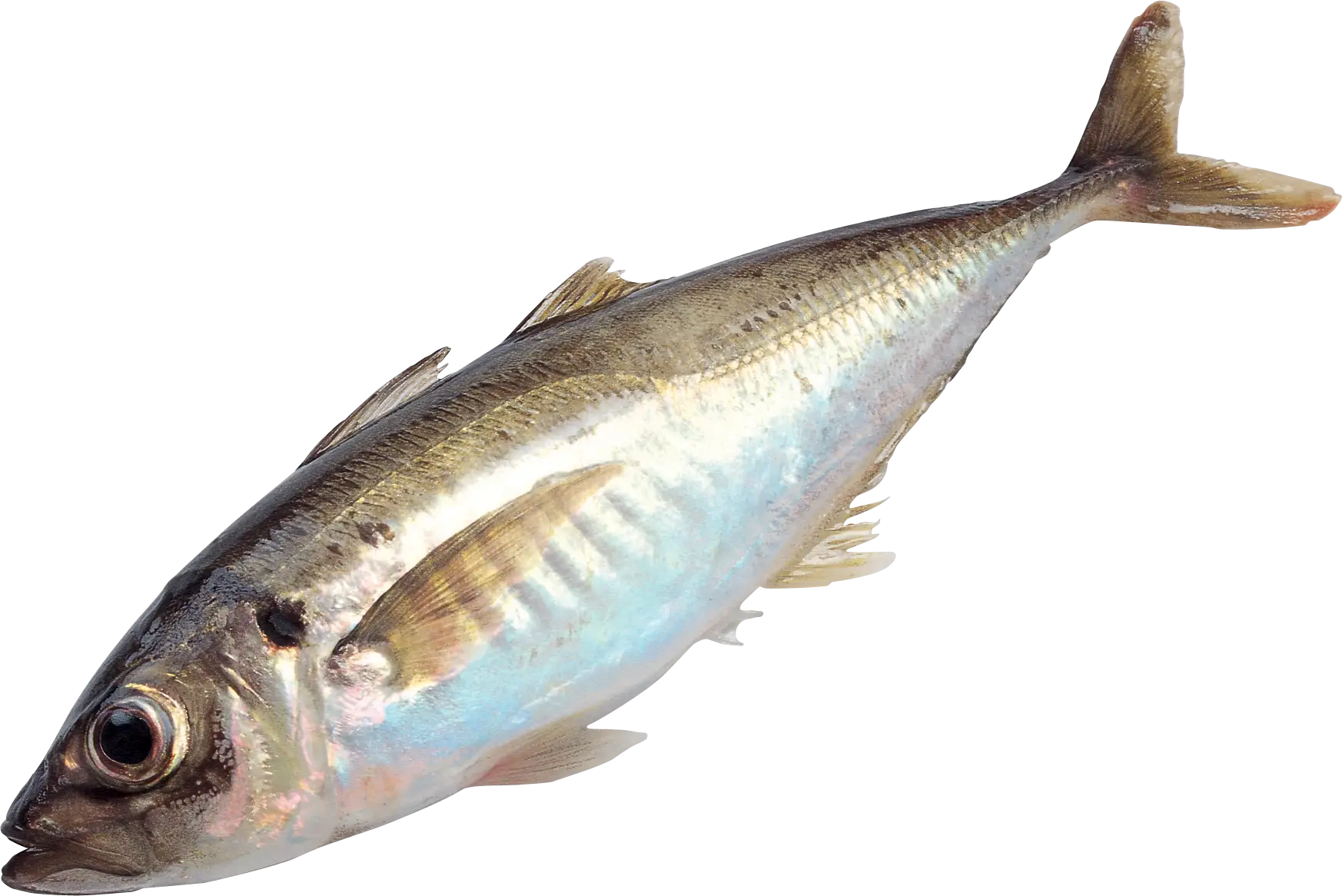 Realistic Fish Illustration