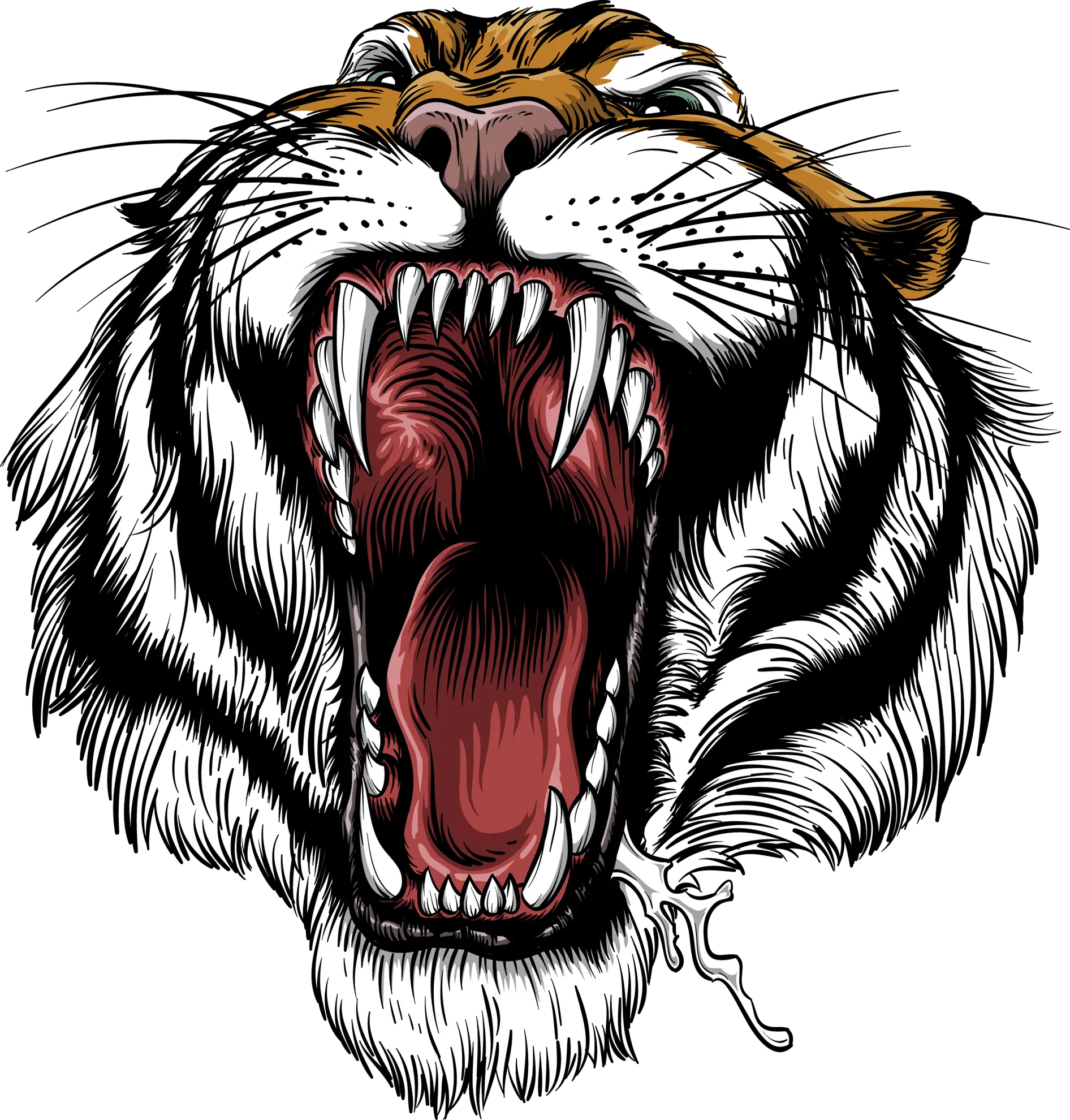 Roaring Tiger Illustration