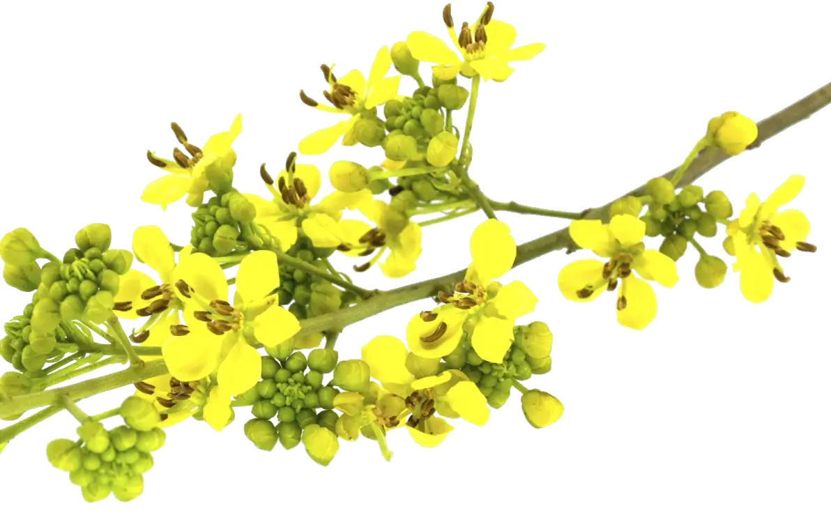 Yellow flowers on a branch