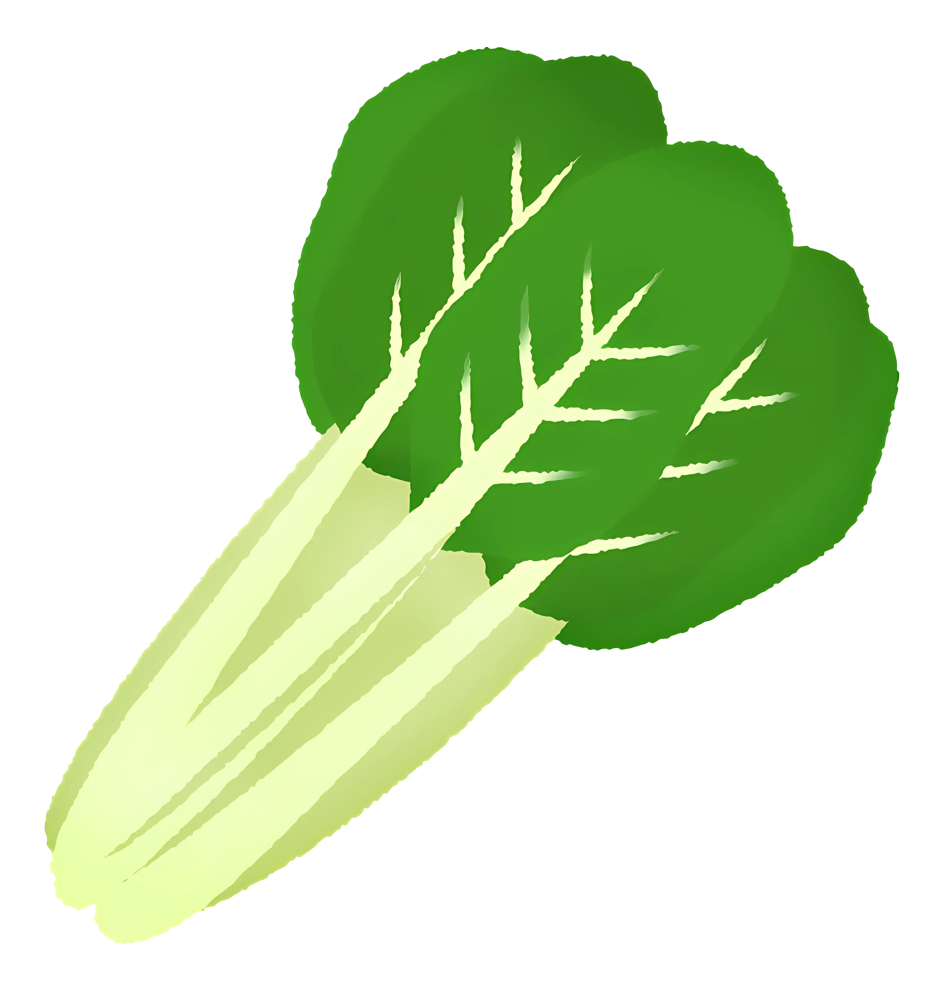Fresh Green Leafy Vegetable Illustration