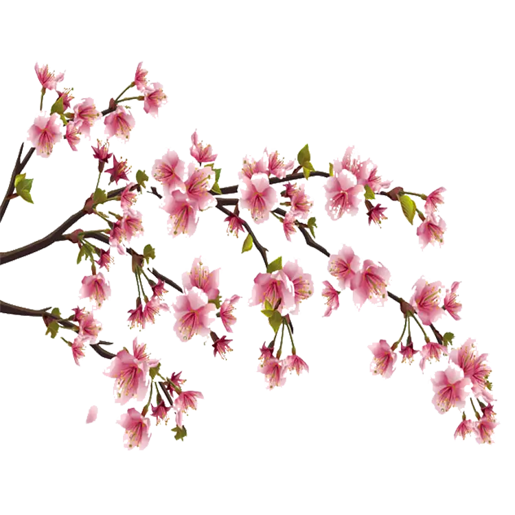 Cherry Blossom Branch in Full Bloom