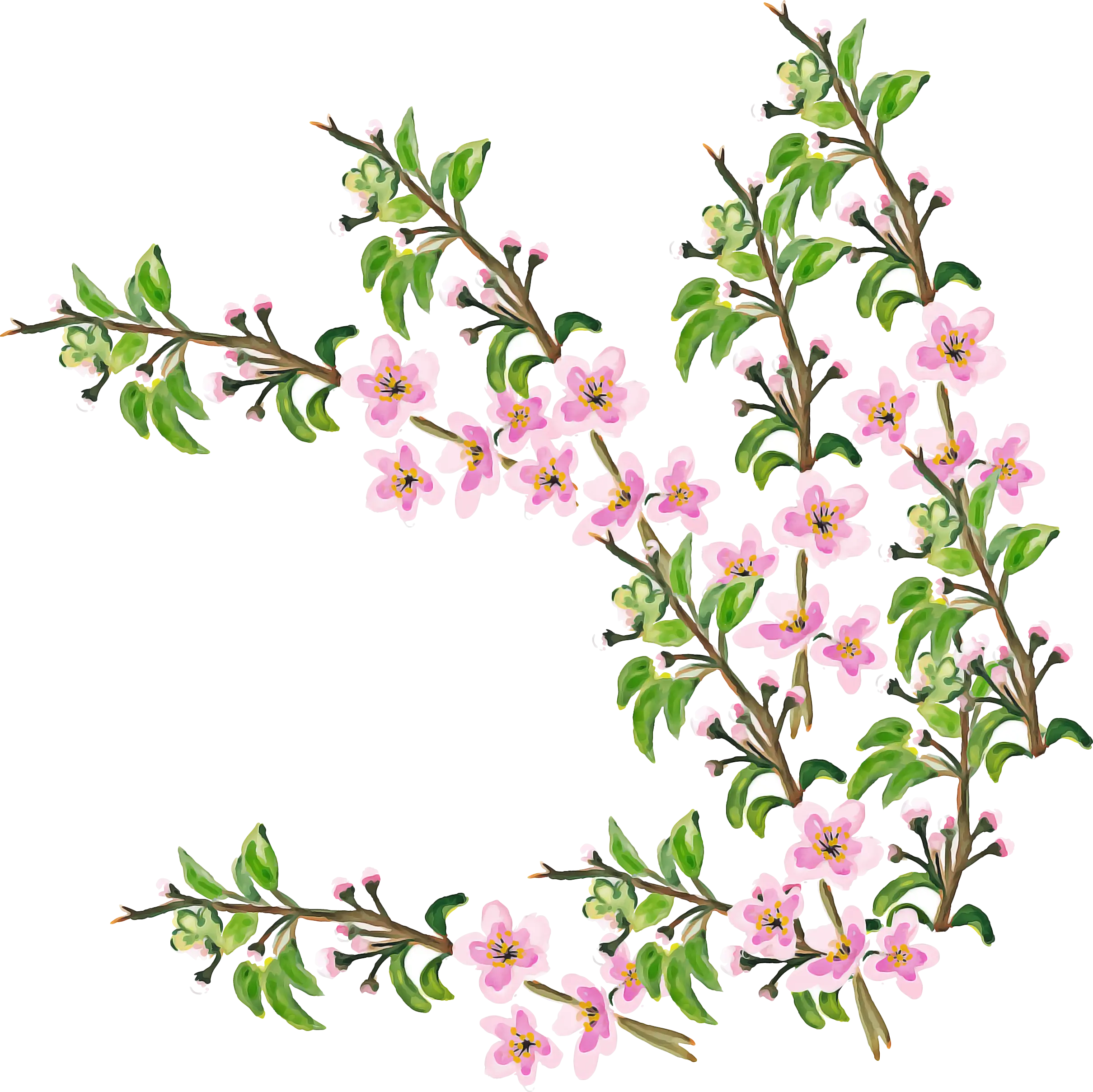 Pink Cherry Blossoms Branch