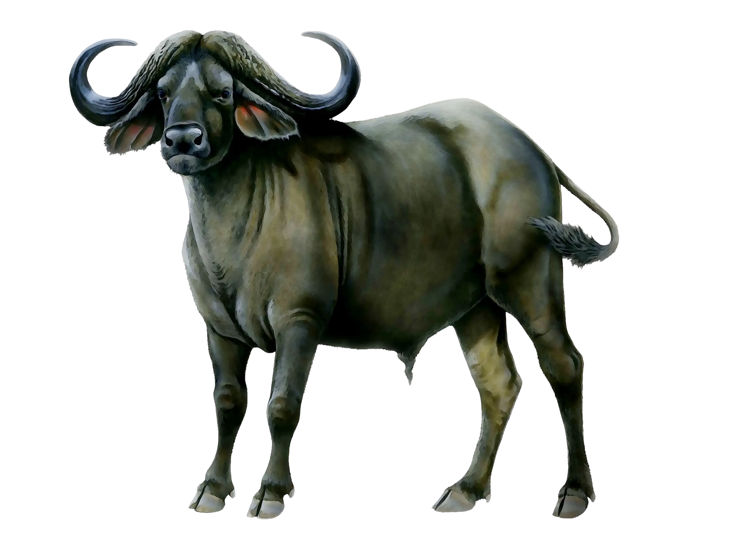Realistic Buffalo in Wildlife Illustration