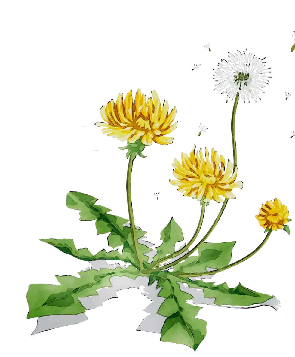 Yellow Dandelion Flowers