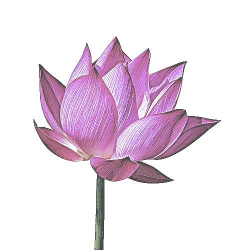 Pink Lotus Flower in Bloom