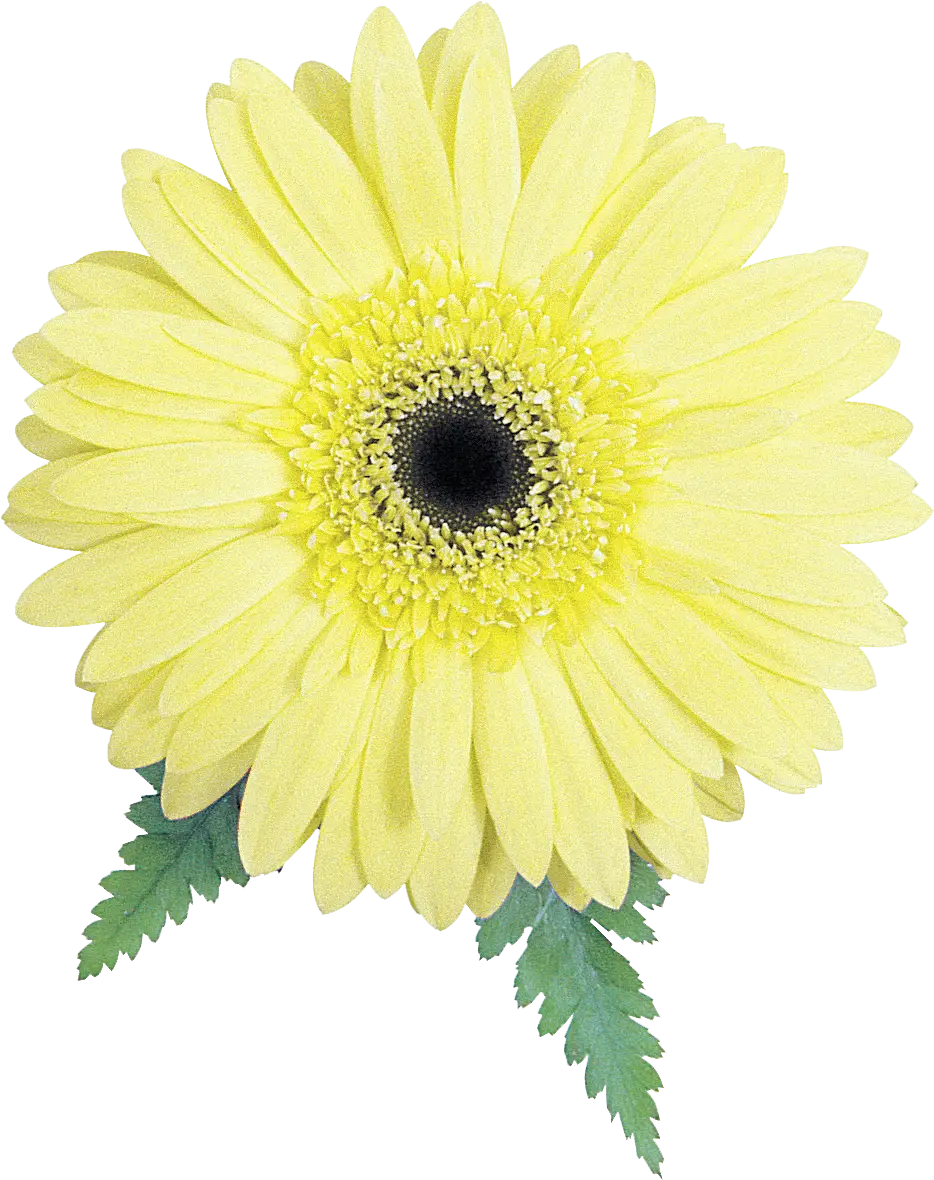 Pale Yellow Gerbera Daisy with Leaves