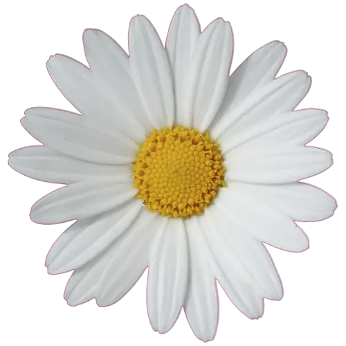 White Daisy Flower Illustration