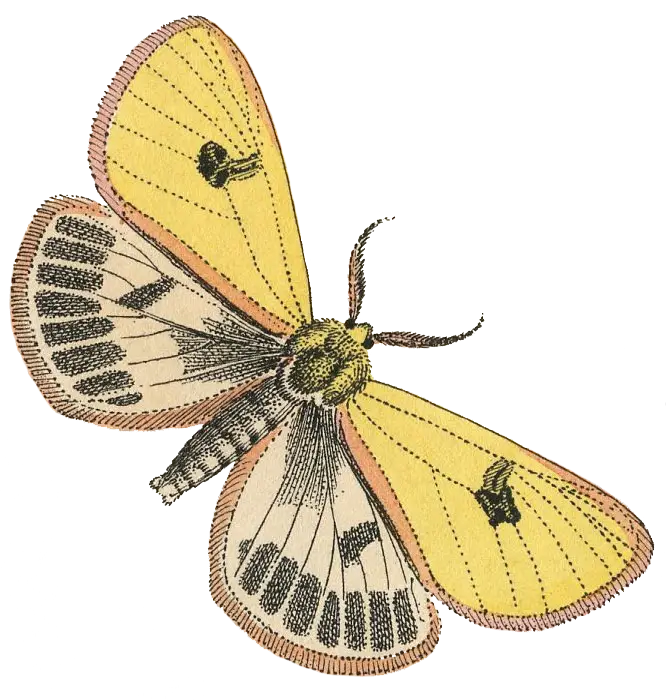 Yellow Moth Illustration with Intricate Details