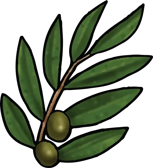 Green Olive Branch with Olives