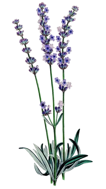Lavender Flowers with Green Stems