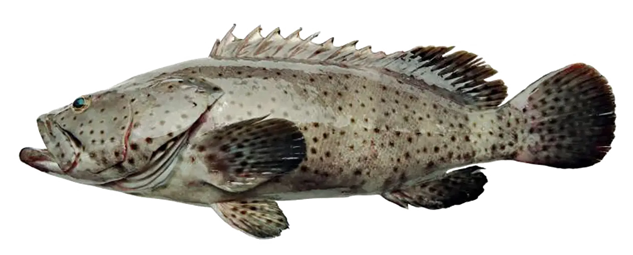 Spotted Fish from Marine Life