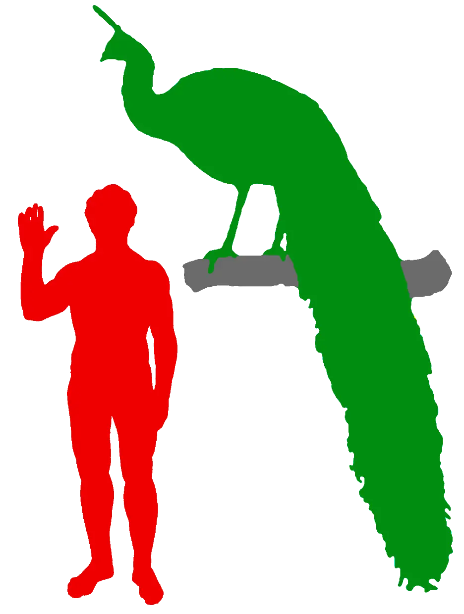 Peacock and Human Size Comparison Silhouette