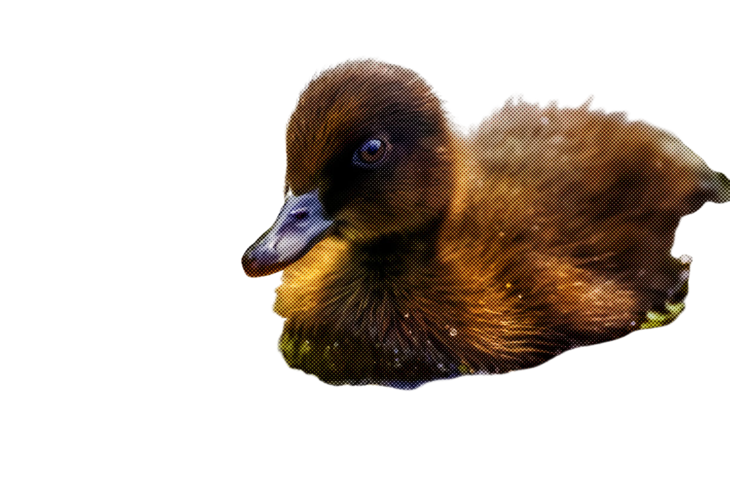 Adorable Brown Duckling Illustration