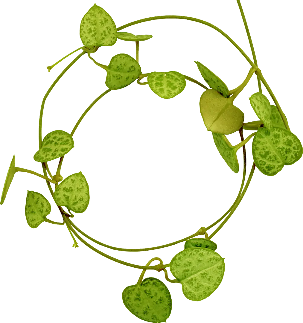 Green Vine with Heart-Shaped Leaves