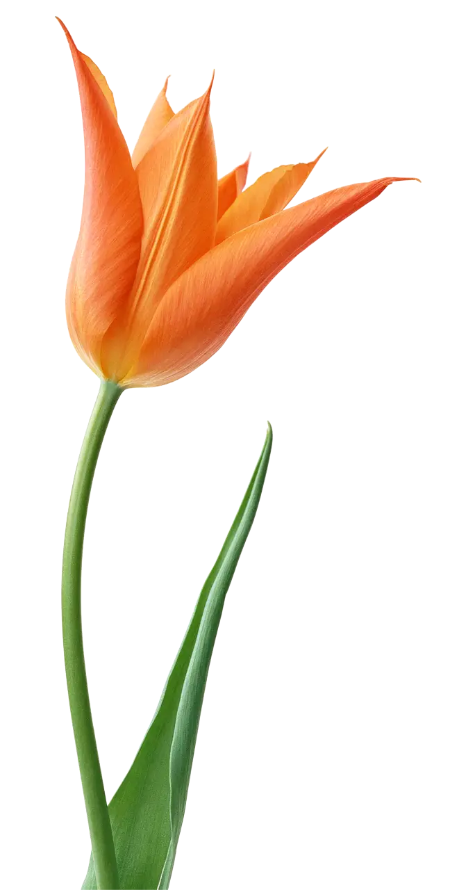 Orange Tulip on Transparent Background