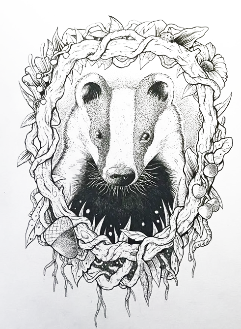 Animal Drawing of Badger in Frame