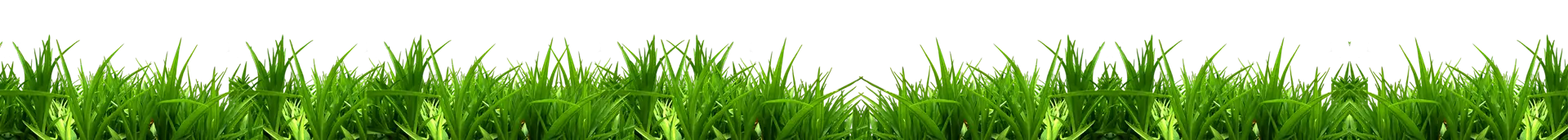 Green Grass Border for Nature-themed Designs