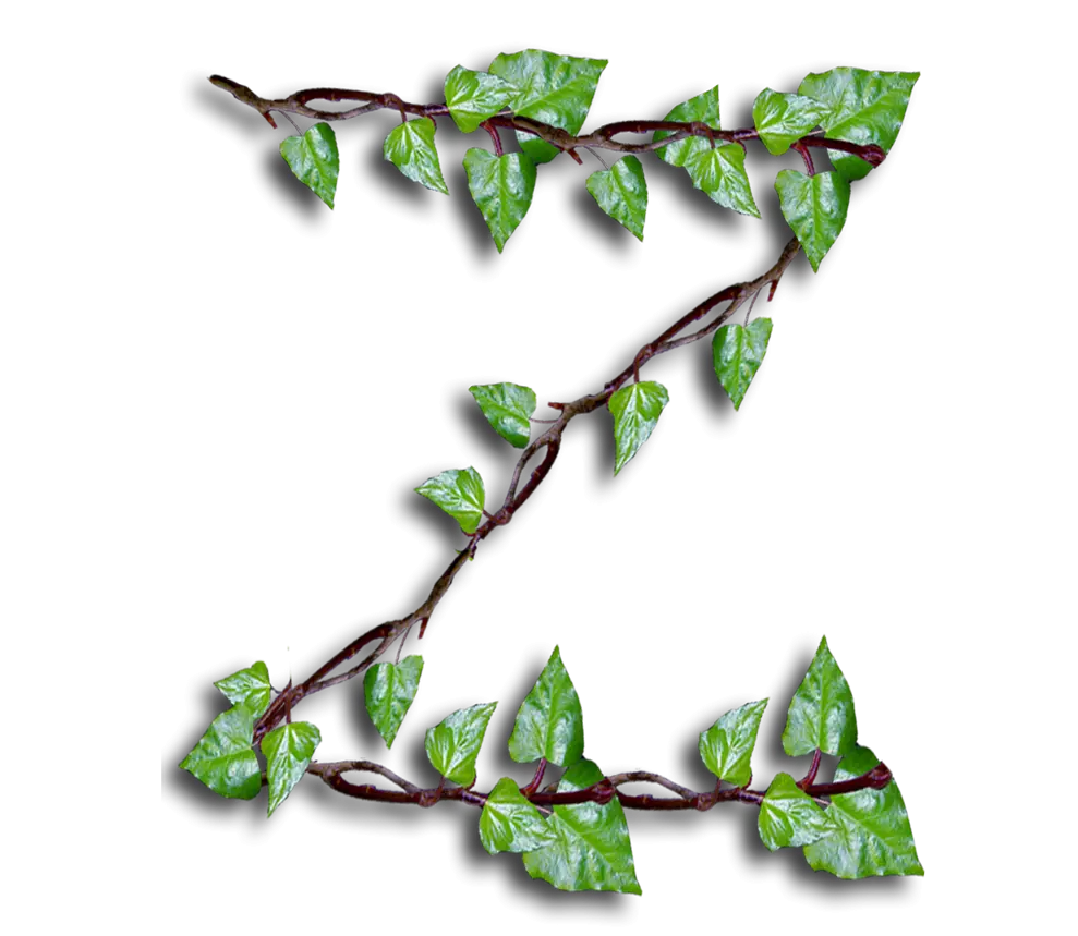 Letter Z Designed with Vines