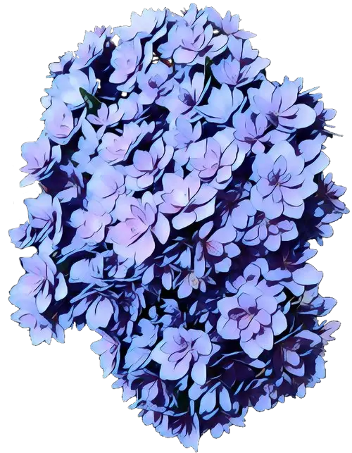 Purple Lilac Flower Cluster