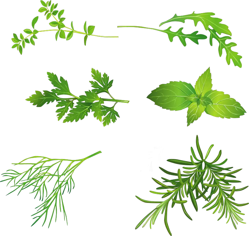 Green Herb Leaves Botanical Illustration