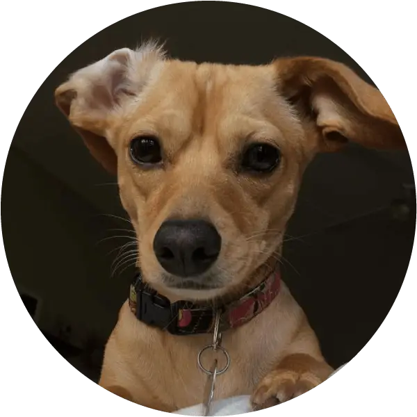 Adorable Portrait of a Small Brown Dog
