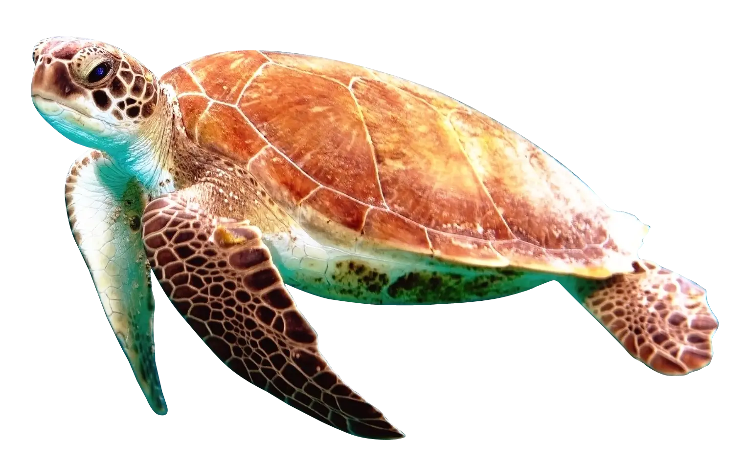 Realistic Sea Turtle Illustration