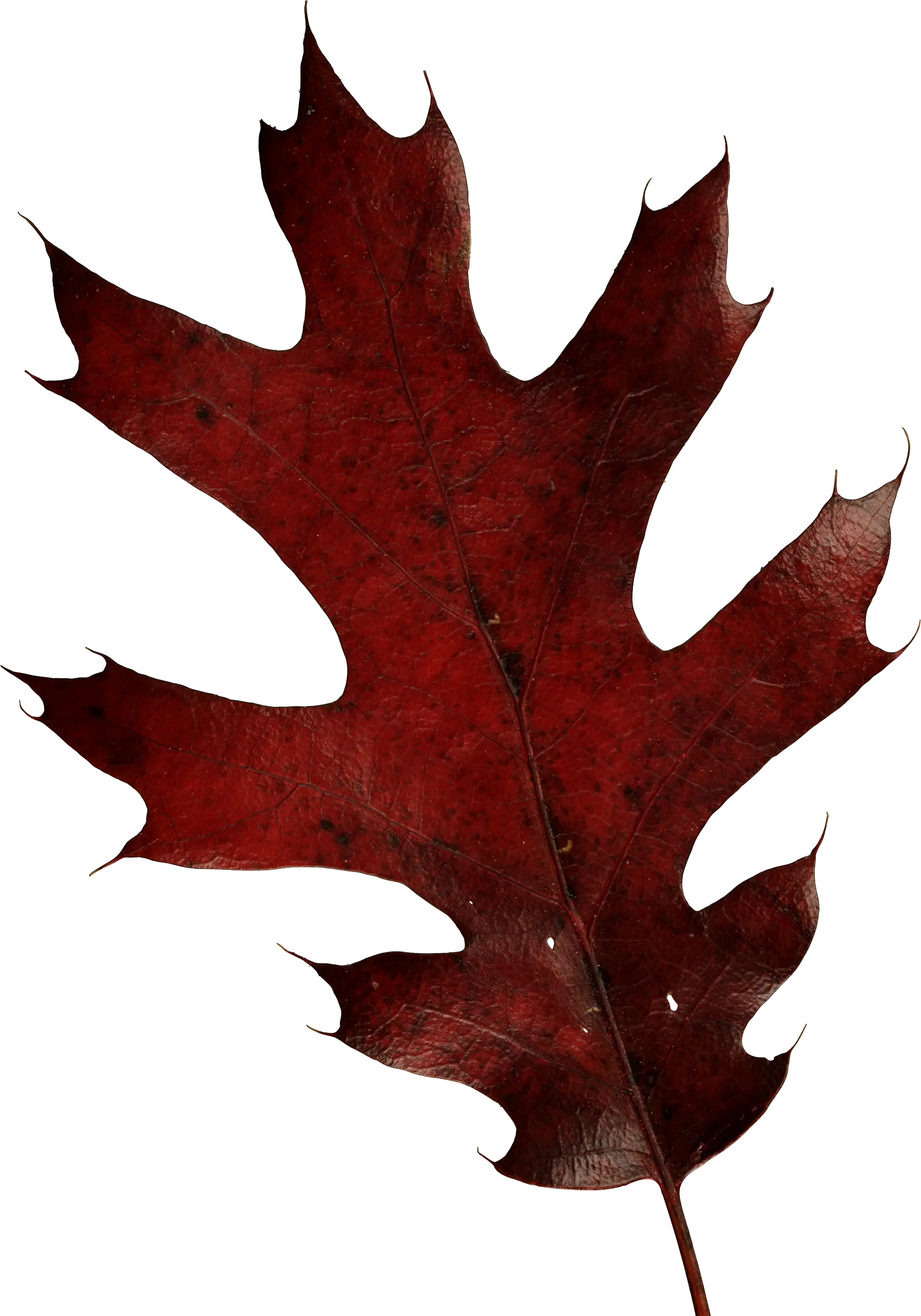 Red Autumn Leaf Illustration