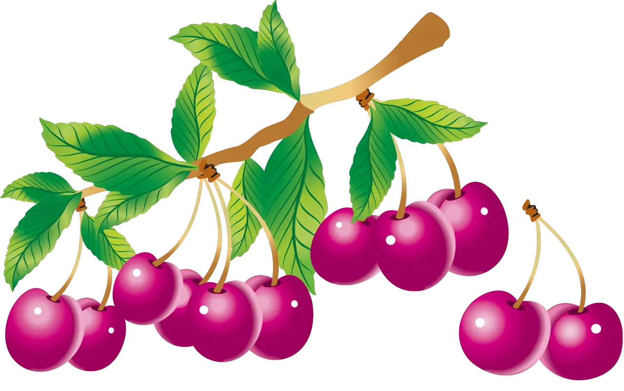 Branch of Bright Red Cherries