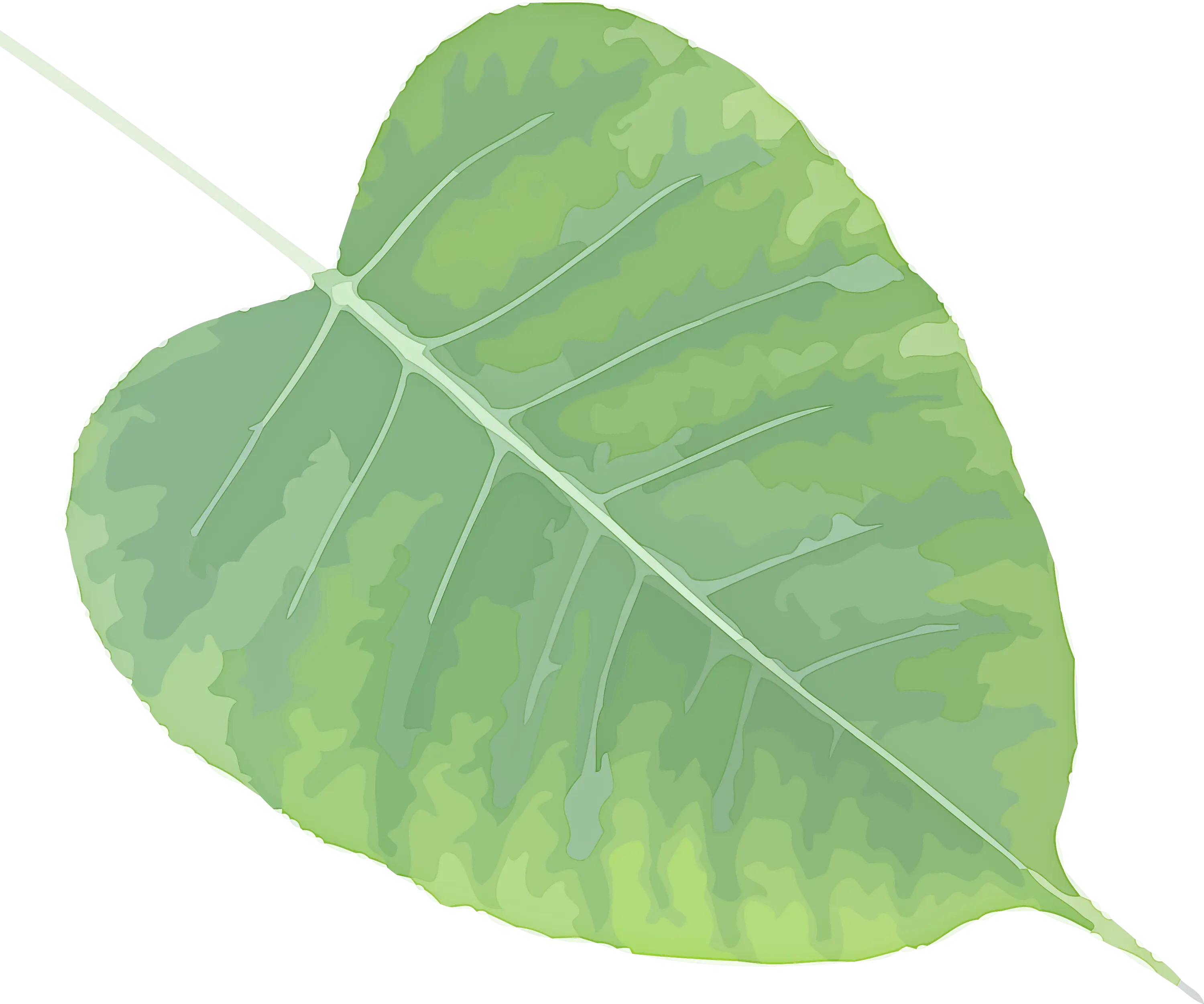 Light Green Bodhi Leaf Illustration