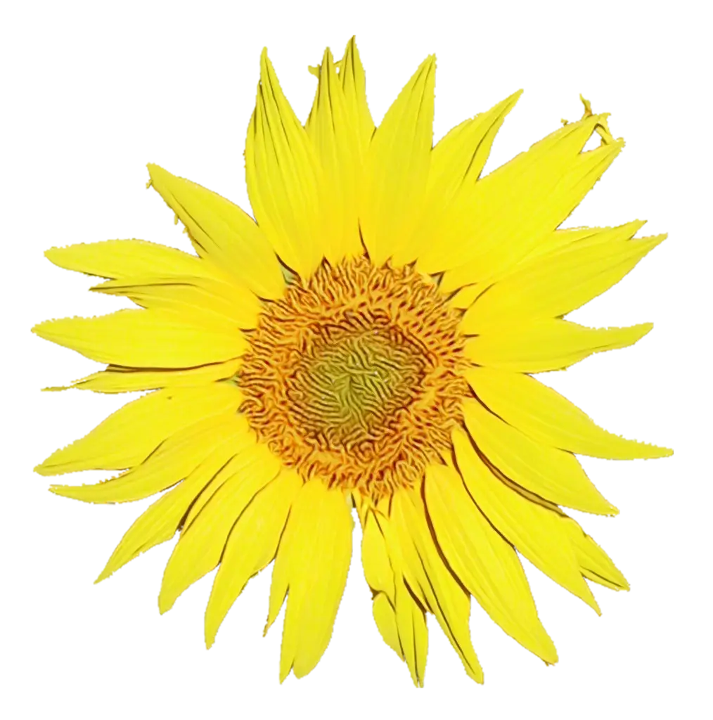 Bright Yellow Sunflower with Detailed Petals