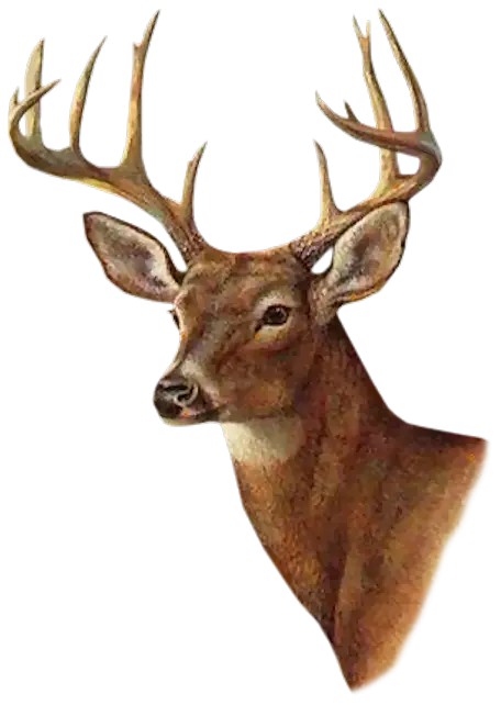 Illustrated Deer Head with Antlers
