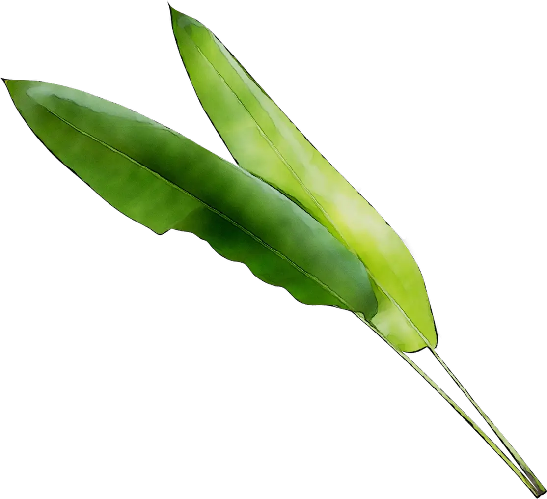 Fresh Green Leaves Illustration
