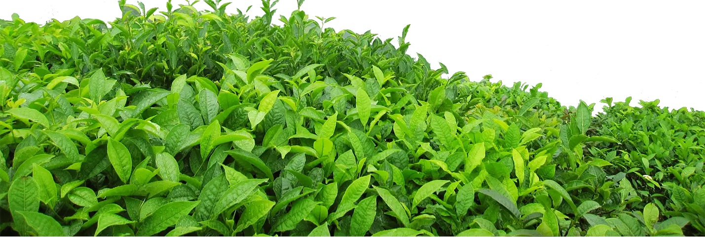 Lush Green Leaves in Nature
