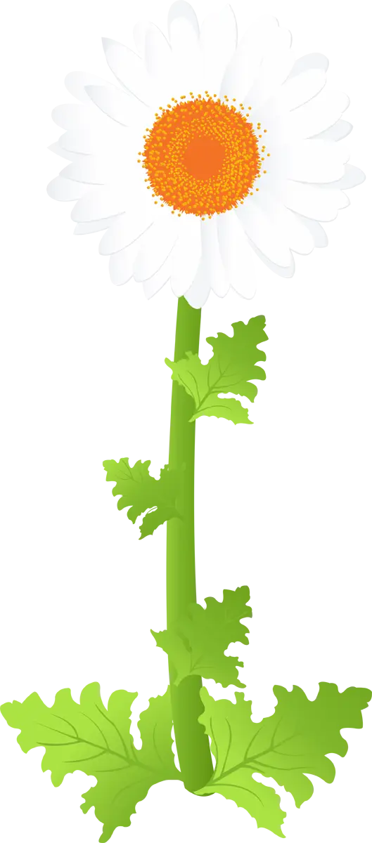 White Daisy Flower with Orange Center