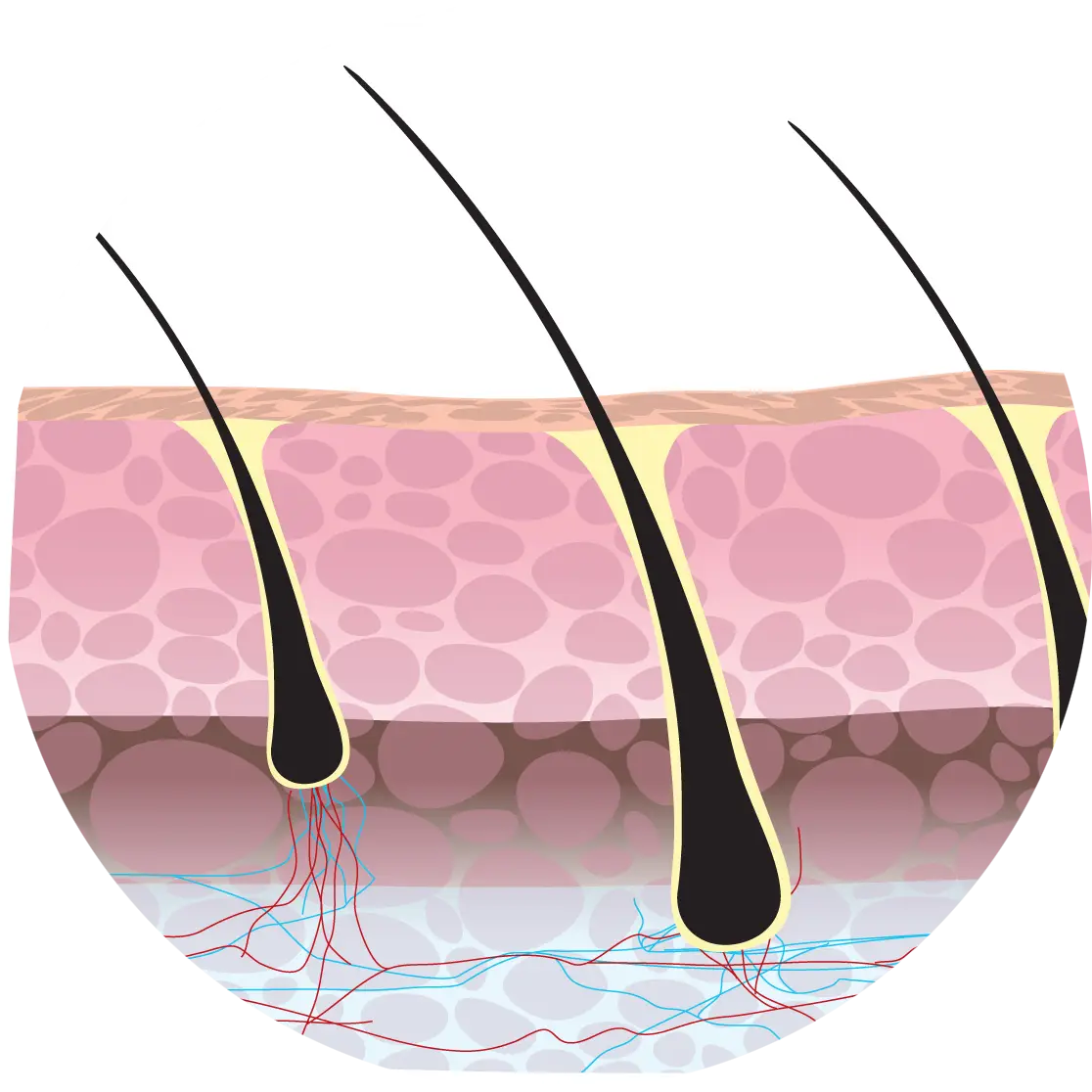 Hair Follicles in Skin Layers