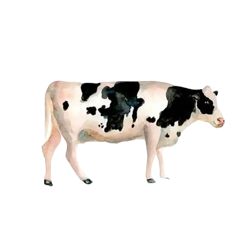 Black and White Cow Illustration